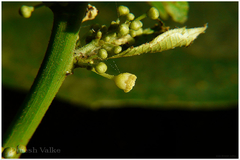 Baliospermum montanum